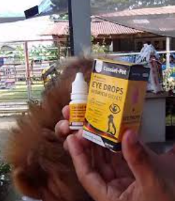 Ida Cordova (Piura, Perú)